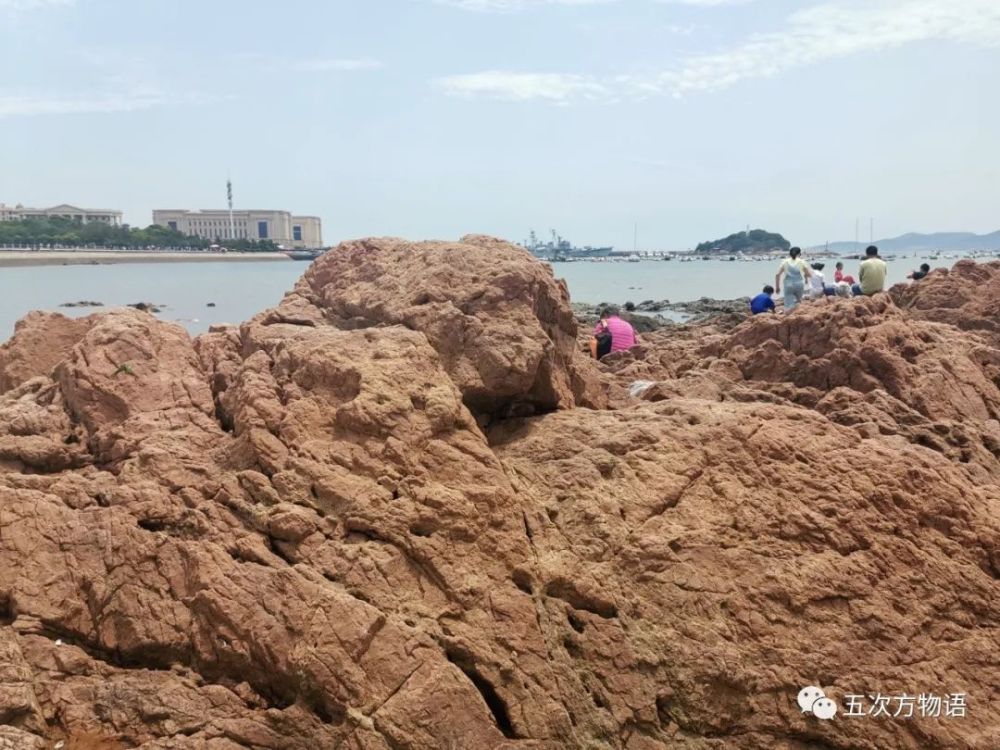 海滩|除了藻类，青岛海滩上到底能捡着啥？