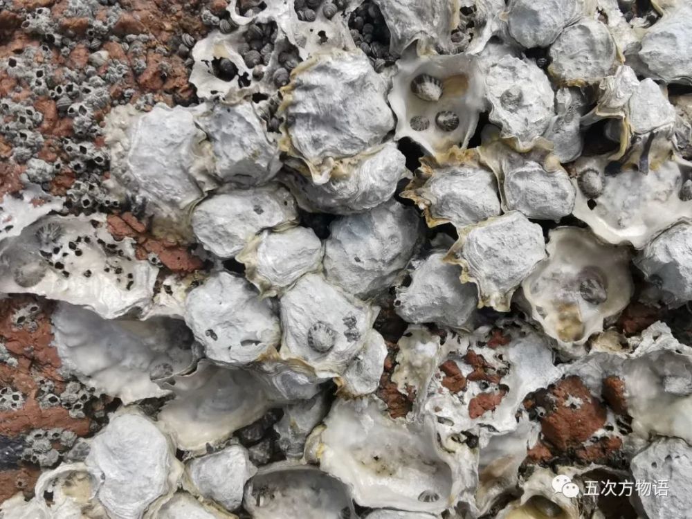 海滩|除了藻类，青岛海滩上到底能捡着啥？