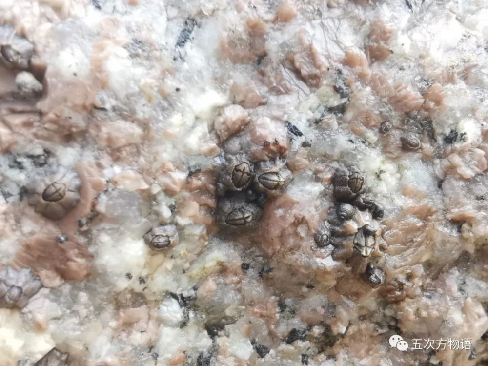 海滩|除了藻类，青岛海滩上到底能捡着啥？