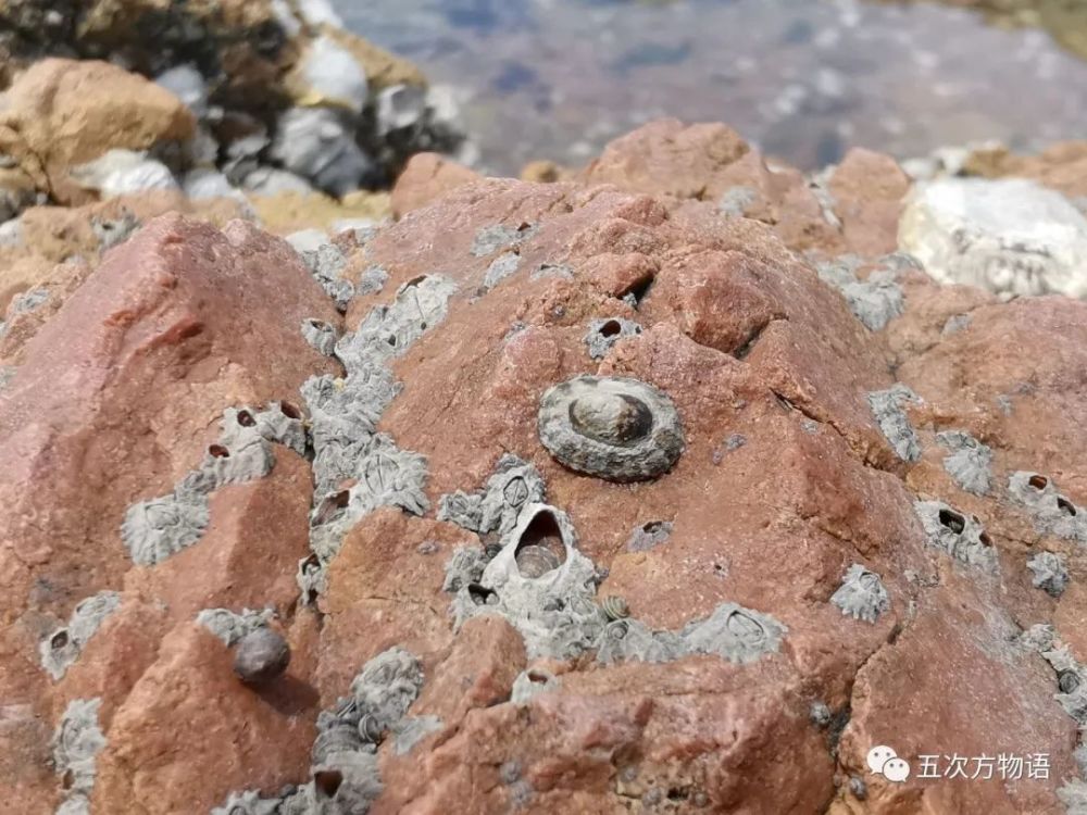 海滩|除了藻类，青岛海滩上到底能捡着啥？