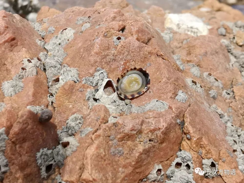 海滩|除了藻类，青岛海滩上到底能捡着啥？