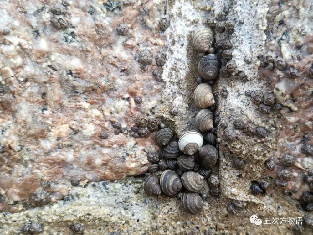 海滩|除了藻类，青岛海滩上到底能捡着啥？