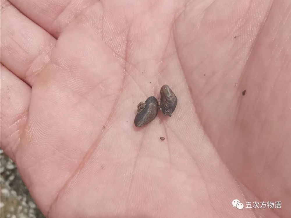 海滩|除了藻类，青岛海滩上到底能捡着啥？