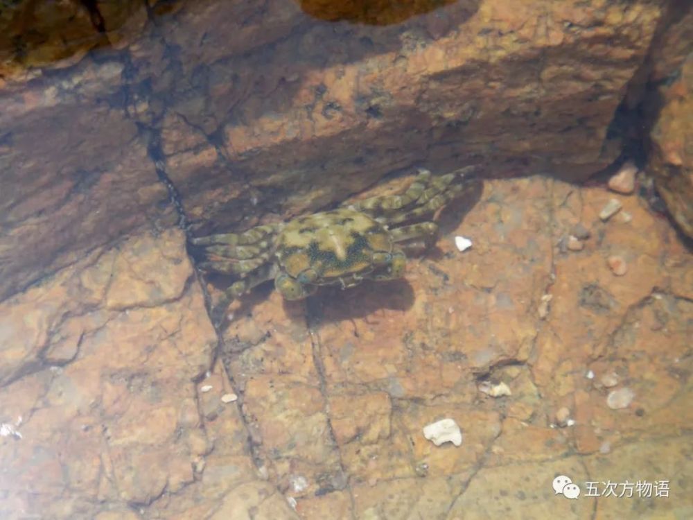 海滩|除了藻类，青岛海滩上到底能捡着啥？