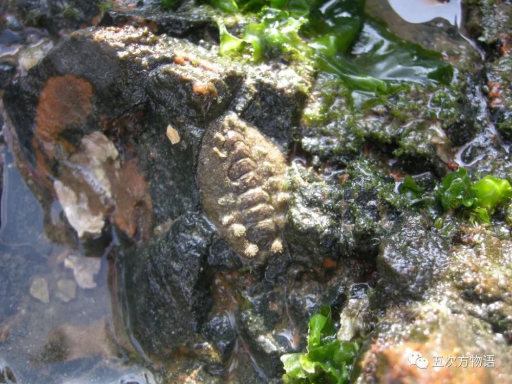 海滩|除了藻类，青岛海滩上到底能捡着啥？