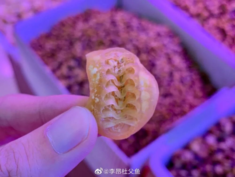 海滩|除了藻类，青岛海滩上到底能捡着啥？