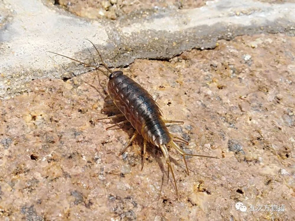 acanthochiton rubrolineatus,黄渤海海域最常见的一种石鳖