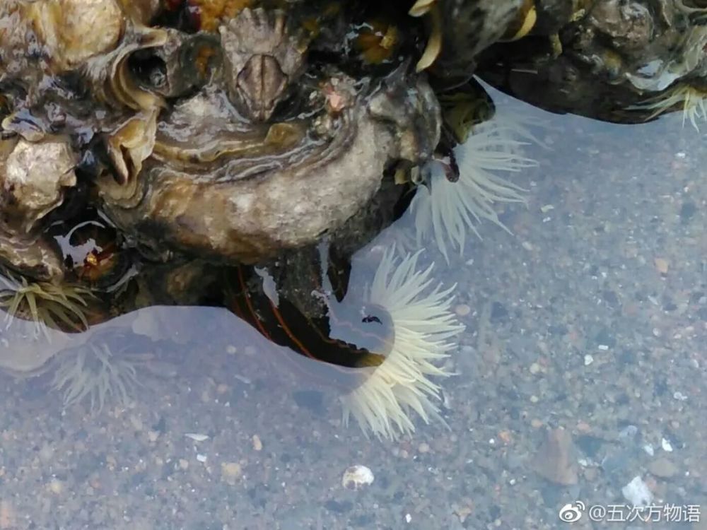 海滩|除了藻类，青岛海滩上到底能捡着啥？