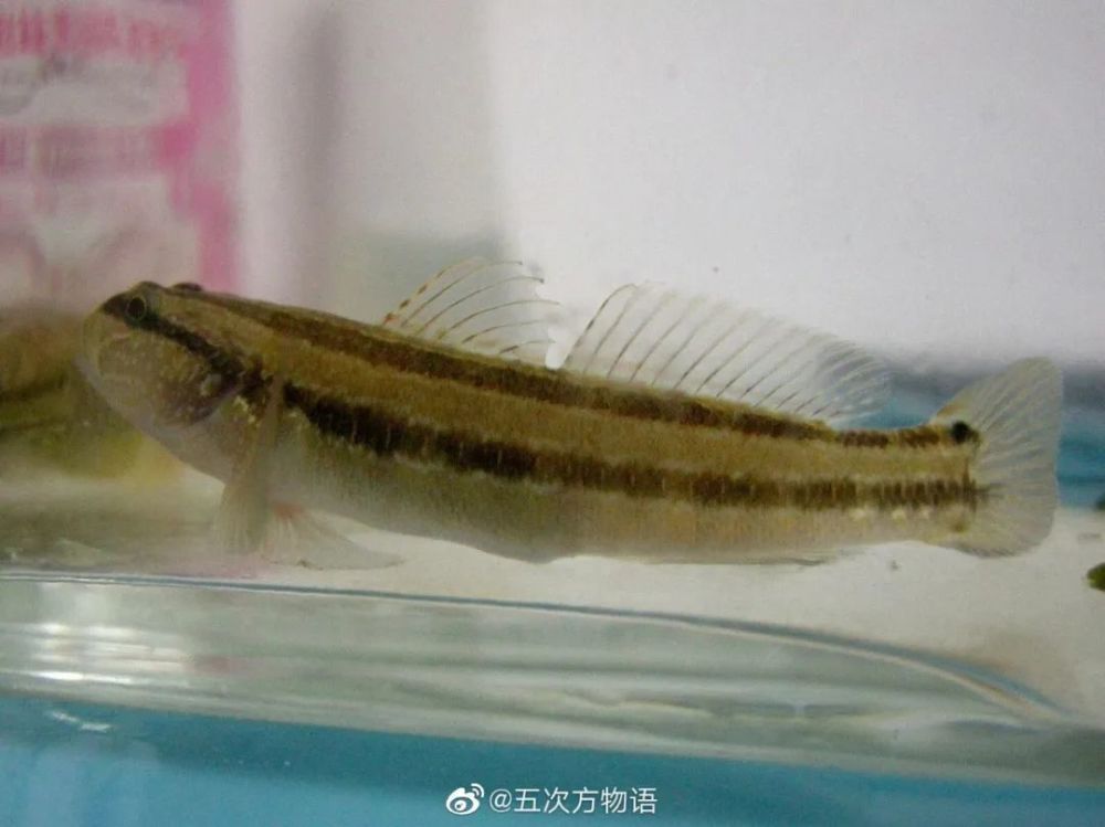 海滩|除了藻类，青岛海滩上到底能捡着啥？