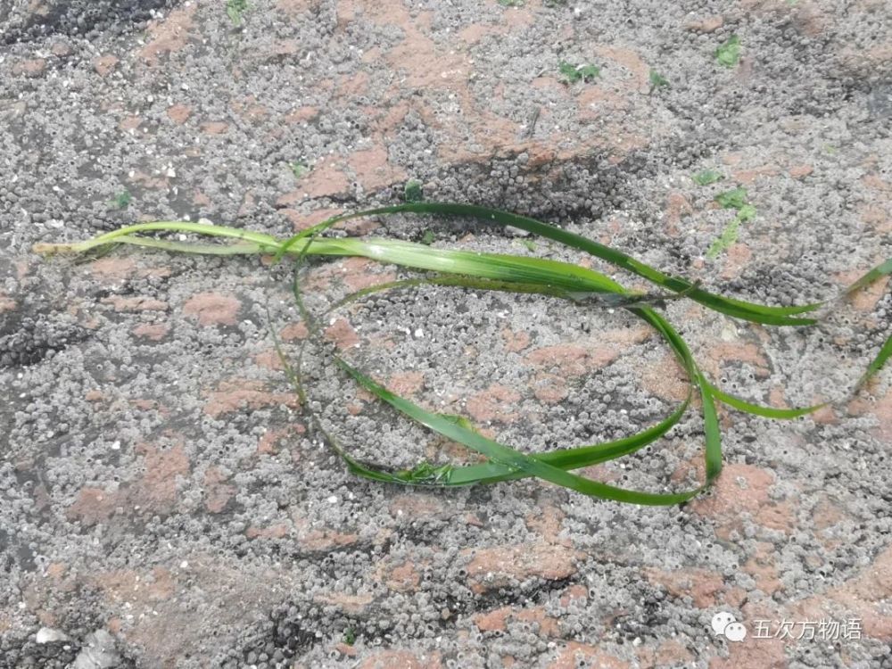 海滩|除了藻类，青岛海滩上到底能捡着啥？