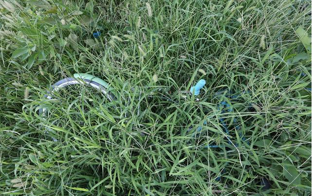 农村常见的"洋辣子"蛰过吗?你当时是怎样处理的?