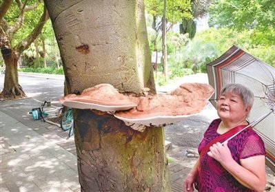 稀奇福州行道树竟然长灵芝专家鉴定是树舌和灵芝是近亲