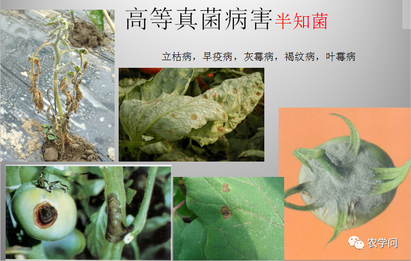 晚疫病,霜霉病:9月—4月 高等真菌病害的特点 初侵染期较长,一旦发生