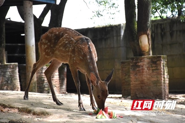 炎炎夏日湘潭动物园 小萌物 避暑有 妙招 腾讯新闻