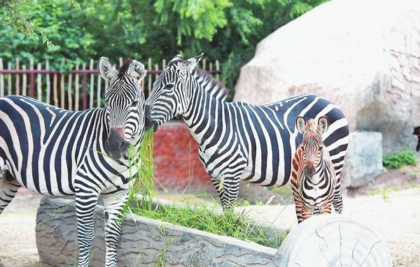 齊齊哈爾市龍沙動植物園喜添小斑馬