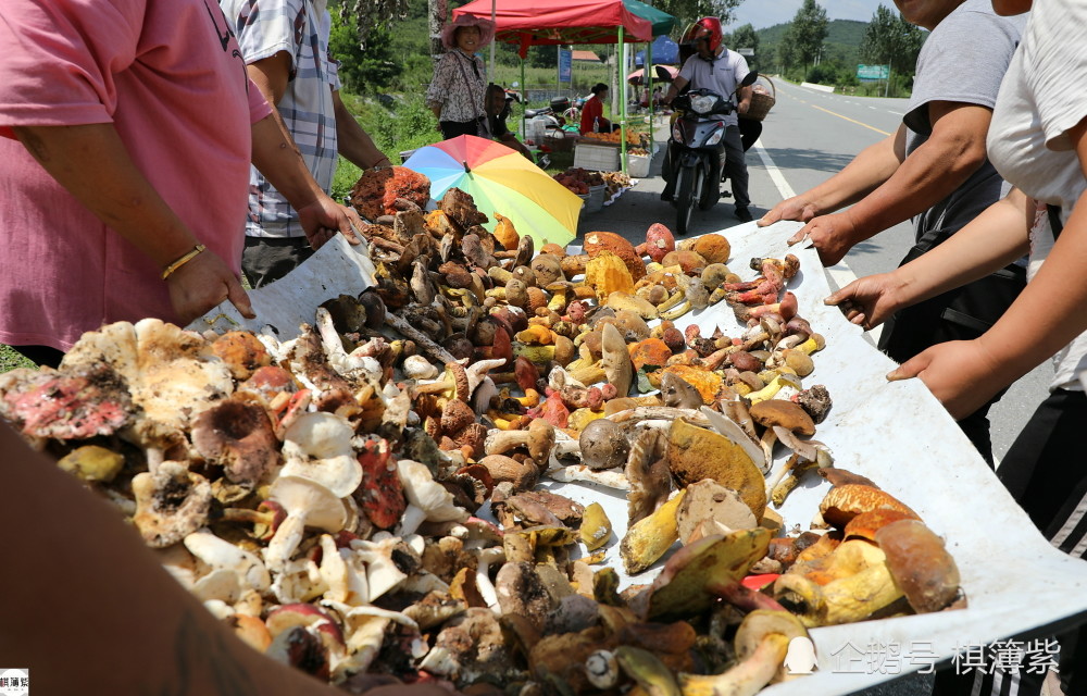 野生鲜蘑密集下山公路边摆摊卖71岁蘑菇长20天收入过万