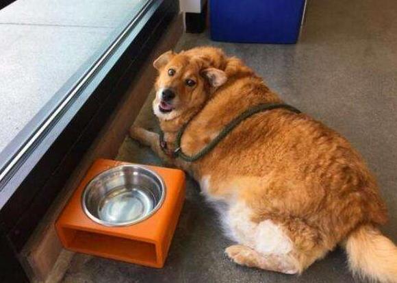 知识科普 给金毛犬一直吃 米饭 会有害吗 腾讯新闻