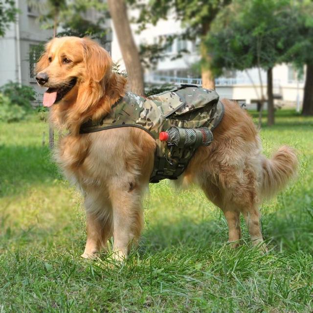 养金毛的7大好处简直就是撸狗一族的心头好