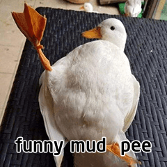 盘点日常生活中的英文谐音梗duck不必