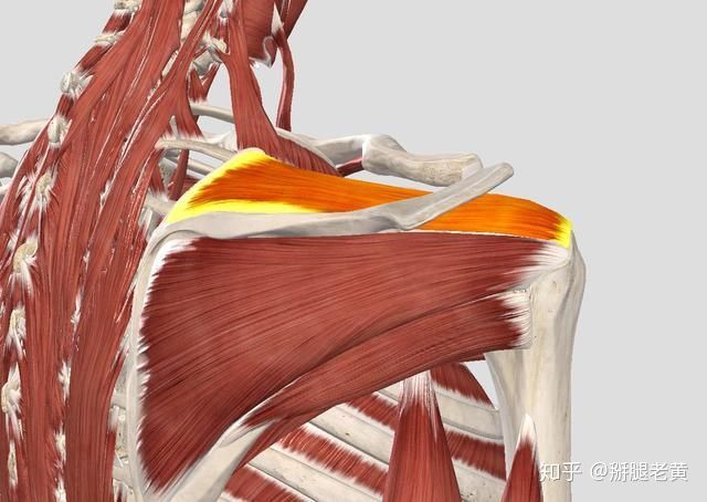 尤其是肩袖肌群,我們更多的稱之為一種動態的穩定結構,來協助肩關節不