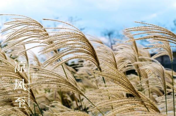 今日立秋凉风至万物收