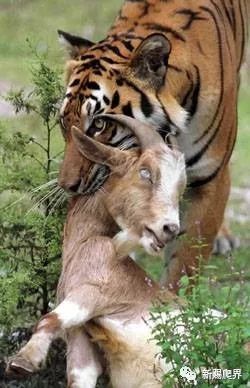 狮子|狮子和老虎谁才是真正的百兽之王？