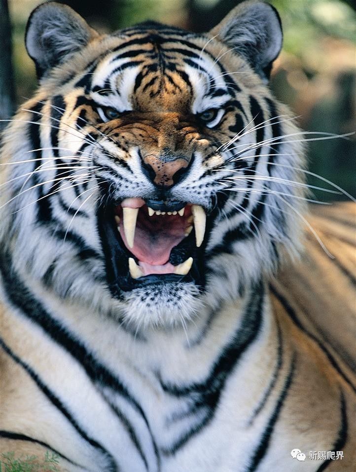 狮子|狮子和老虎谁才是真正的百兽之王？