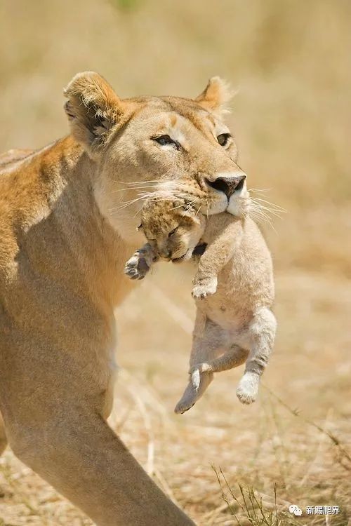 狮子|狮子和老虎谁才是真正的百兽之王？