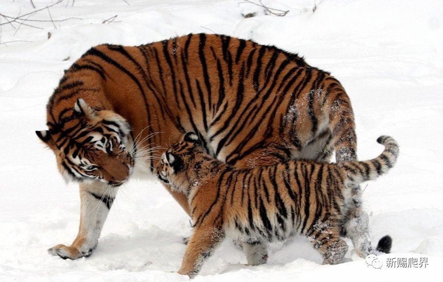 狮子|狮子和老虎谁才是真正的百兽之王？