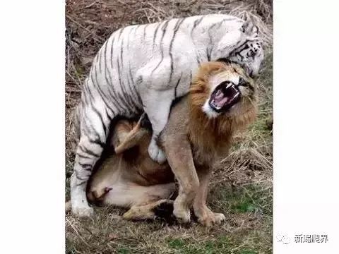 狮子|狮子和老虎谁才是真正的百兽之王？