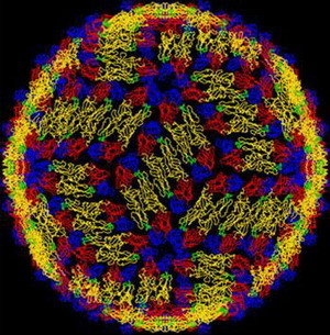 病毒|新冠疫情后一种新的病毒正在困扰人类，新加坡已超两万人被感染！