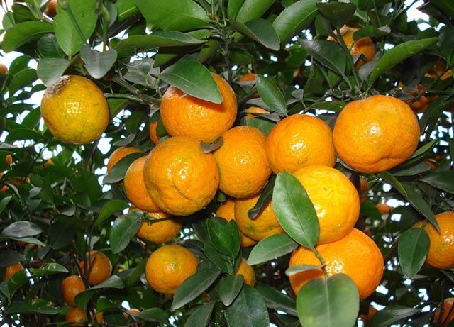砂糖橘|砂糖橘增产专用叶面肥，膨大的好方法，砂糖橘靓果上色膨大素用哪个好？