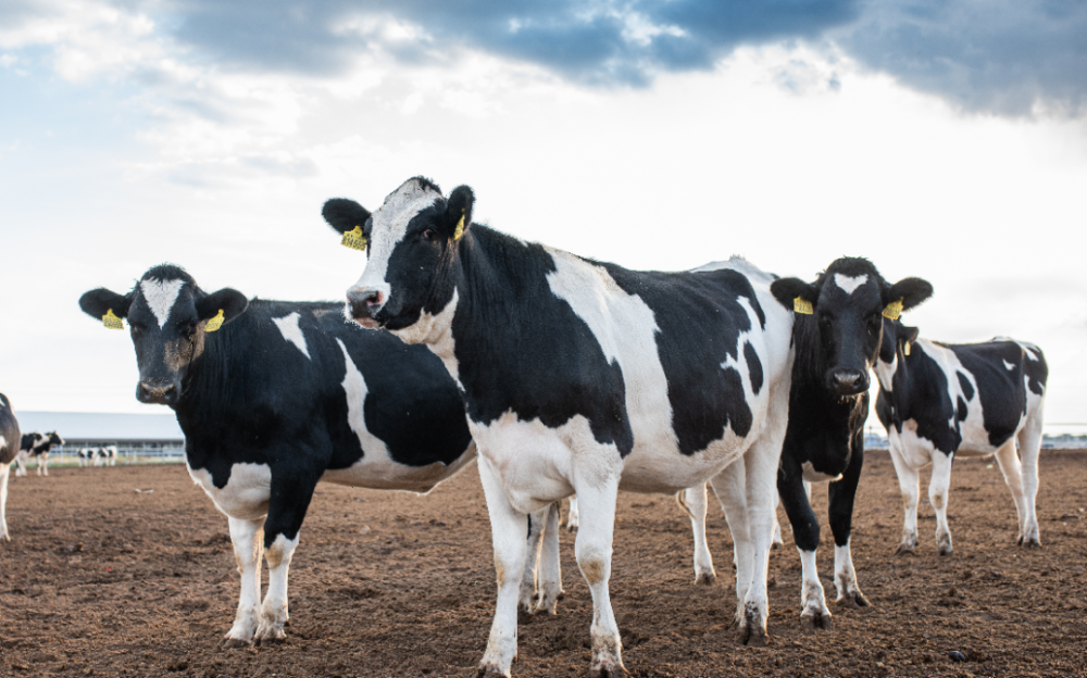 以前散户养殖的时代,每家每户只可以养几头,几十头牛,奶牛的饮食,健康
