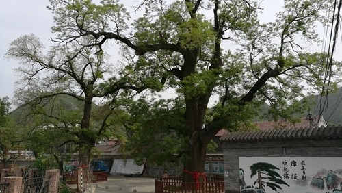 康陵村|在京郊十三陵景区内有一个小村庄 能品尝最正宗的春饼