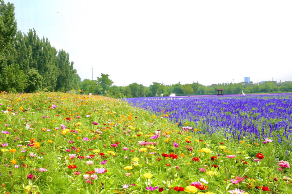 中国园林博物馆|来丰台看花！赏花线路推荐！文化和旅游消夏季——千万别错过