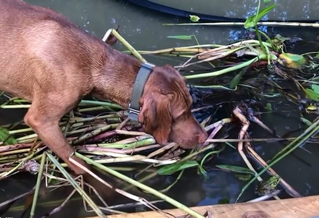 安琪·米勒|美国一只狗盯着青蛙纹丝不动一分钟欲捕捉 最终仍失手