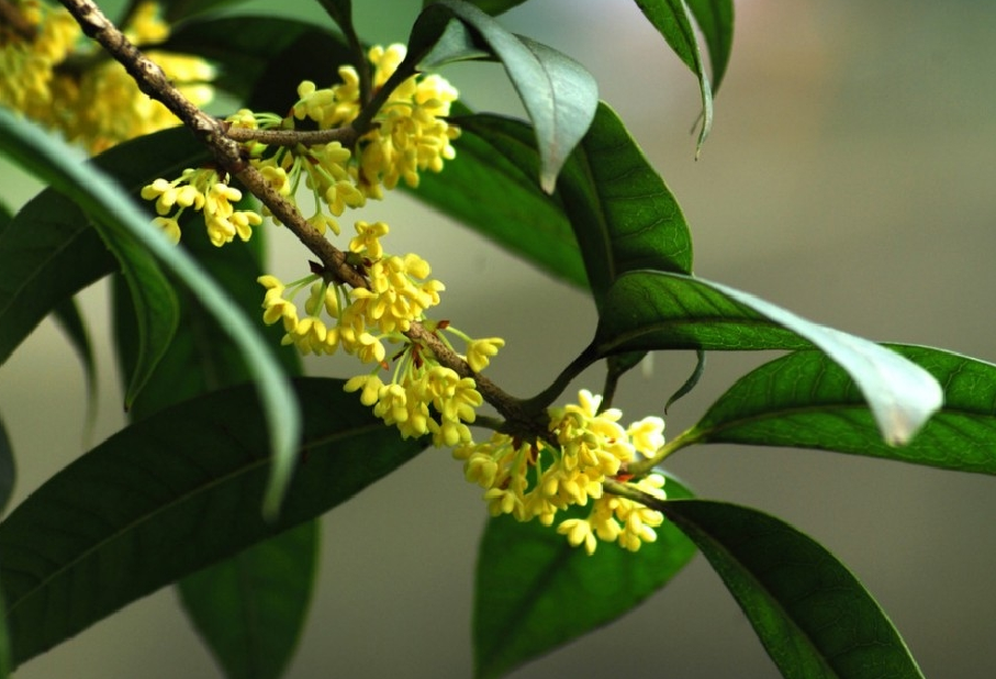 8月养桂花 把握花芽分化期 做好3件事 真正 桂花遍地开 腾讯新闻