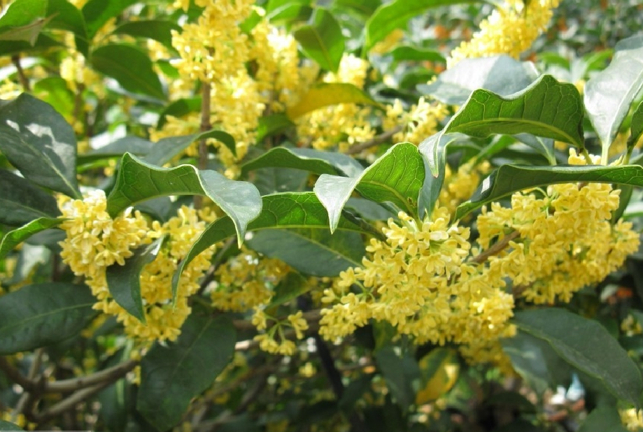 桂花|8月养桂花，把握花芽分化期，做好3件事，真正“桂花遍地开”