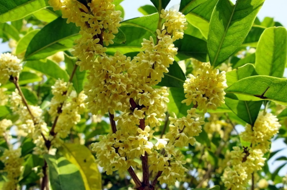 桂花|8月养桂花，把握花芽分化期，做好3件事，真正“桂花遍地开”