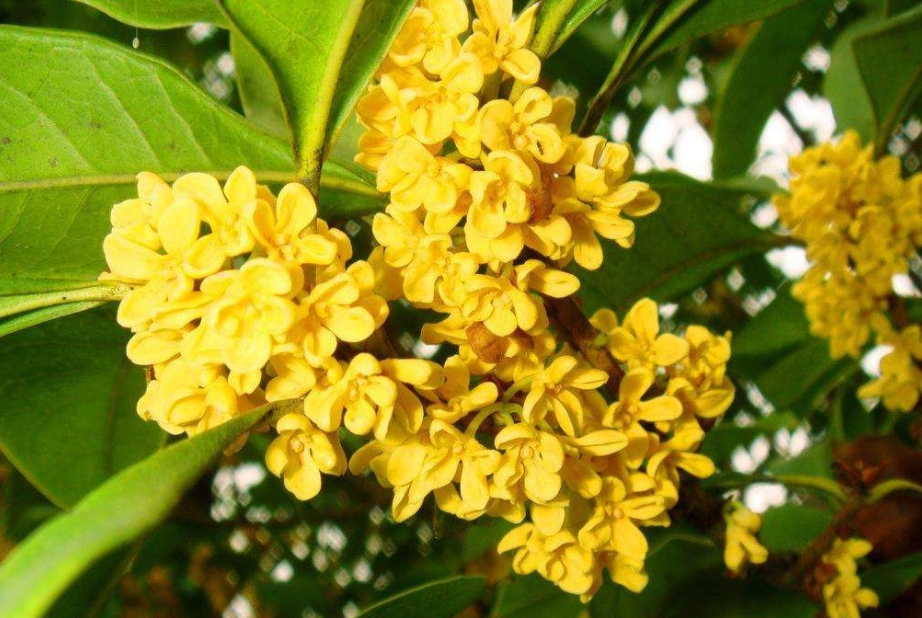 桂花|8月养桂花，把握花芽分化期，做好3件事，真正“桂花遍地开”