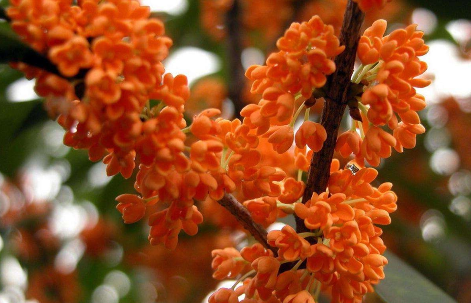 桂花|8月养桂花，把握花芽分化期，做好3件事，真正“桂花遍地开”