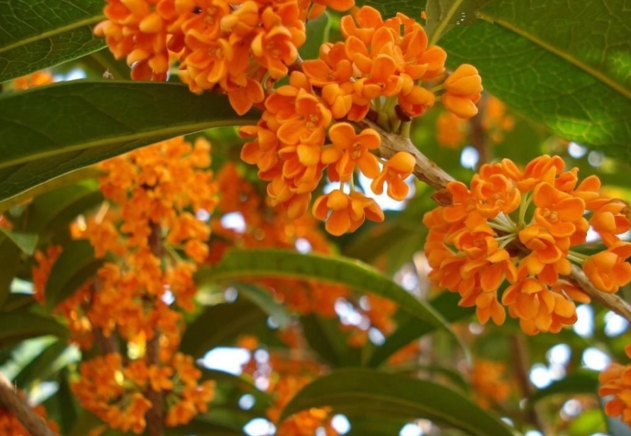 桂花|8月养桂花，把握花芽分化期，做好3件事，真正“桂花遍地开”