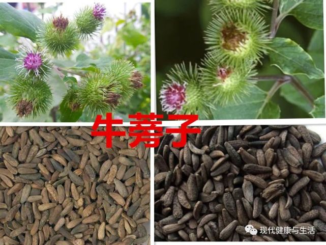 中医中药 牛蒡子的功效及应用 牛蒡 中医 中药 咽喉肿痛 风热