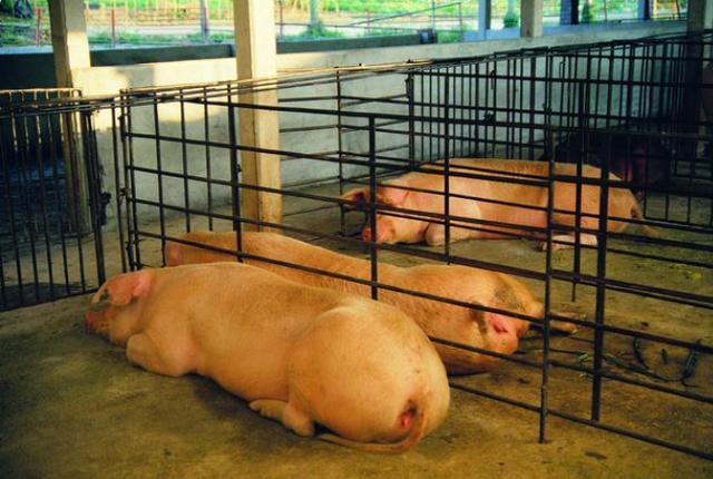 批次化生产管理后备母猪的配种程序与管理目标