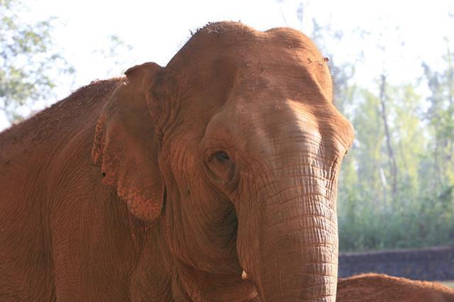 亚洲象|大象吸水时不会被呛到，原来是因为这“神奇开关”……