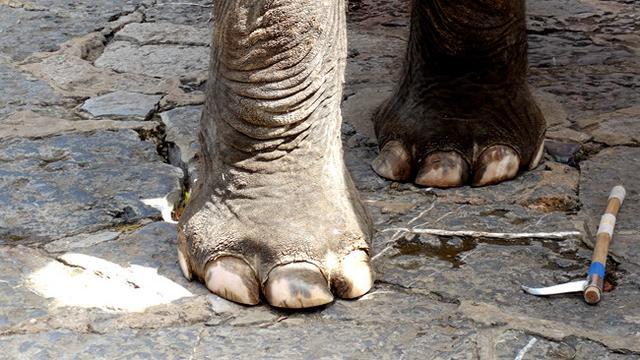 亚洲象|大象吸水时不会被呛到，原来是因为这“神奇开关”……