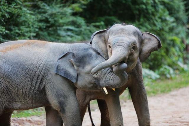 亚洲象|大象吸水时不会被呛到，原来是因为这“神奇开关”……