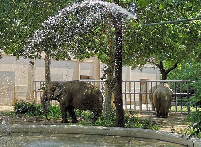 亚洲象|大象吸水时不会被呛到，原来是因为这“神奇开关”……