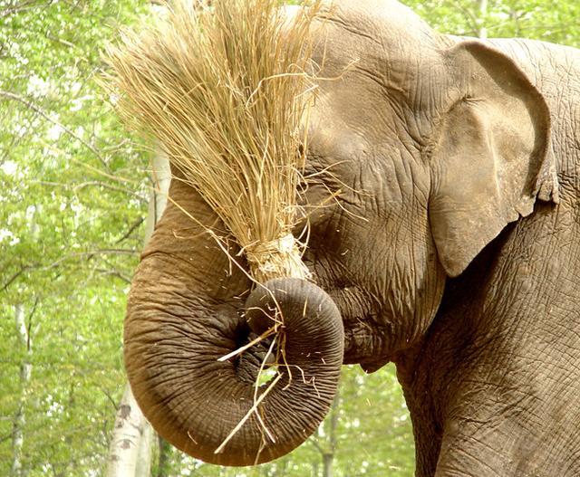 亚洲象|大象吸水时不会被呛到，原来是因为这“神奇开关”……