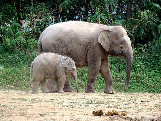 亚洲象|大象吸水时不会被呛到，原来是因为这“神奇开关”……